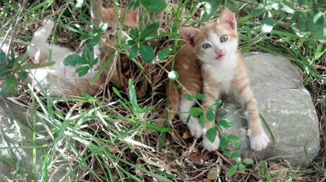 爱游戏下载-_骑士队士气高涨，团队配合逐渐磨合_，骑士队训练