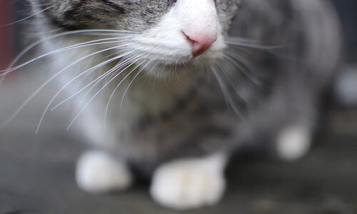 爱游戏体育app-_骑士队新秀崭露头角，未来无限可能_，骑士队员最新名单