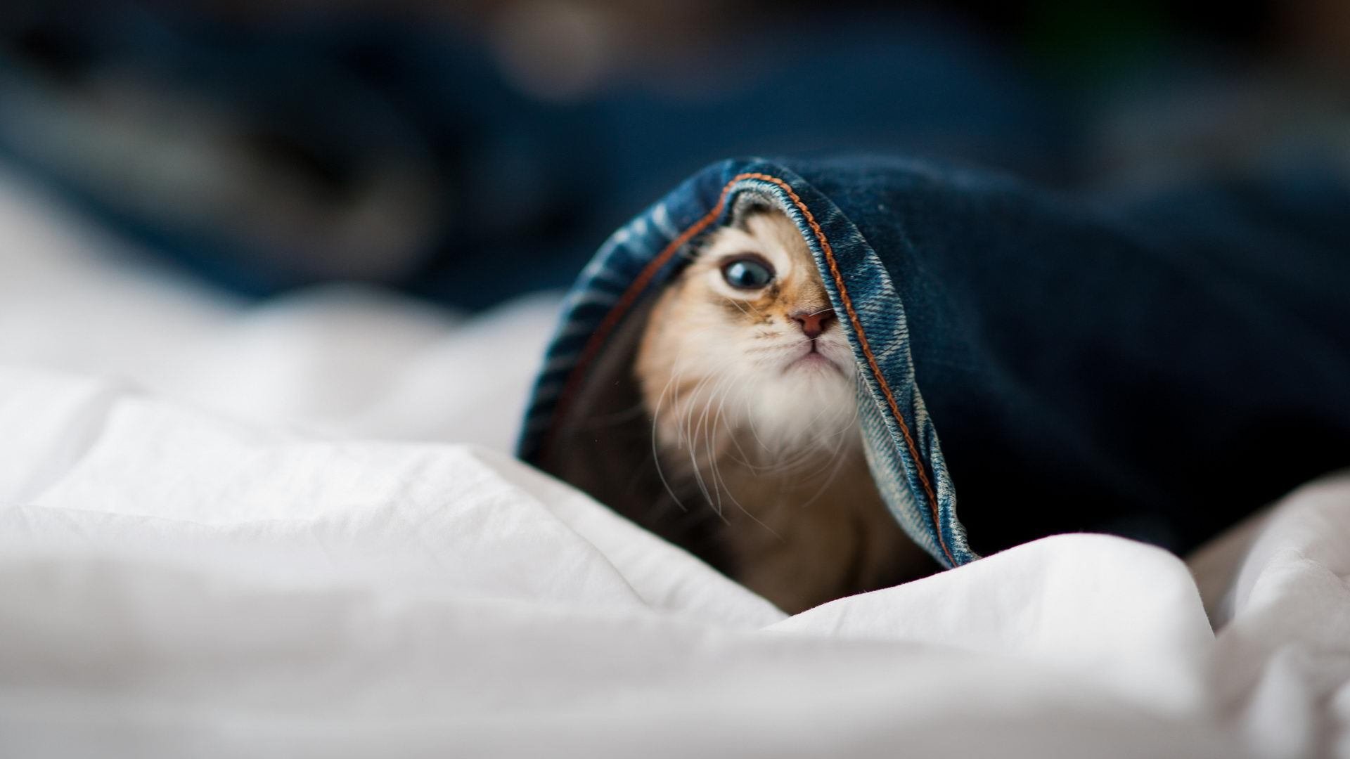 爱游戏体育平台-“青少年足球公益跑活动引领全民健身热潮”，足球公益活动标语